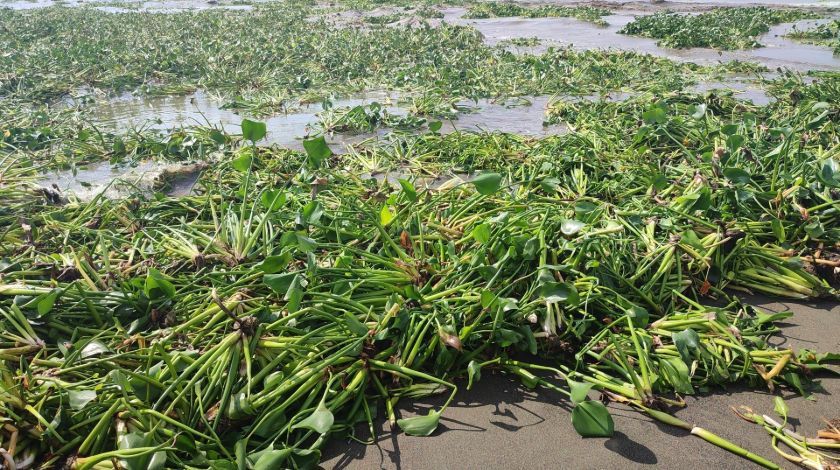 'Su canavarları' tüm bölgeyi istila etti! 13