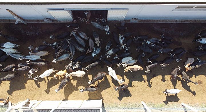 AVM yöneticiliğini bırakıp köyüne yerleşti! Şimdi talebe yetişemiyor... 2