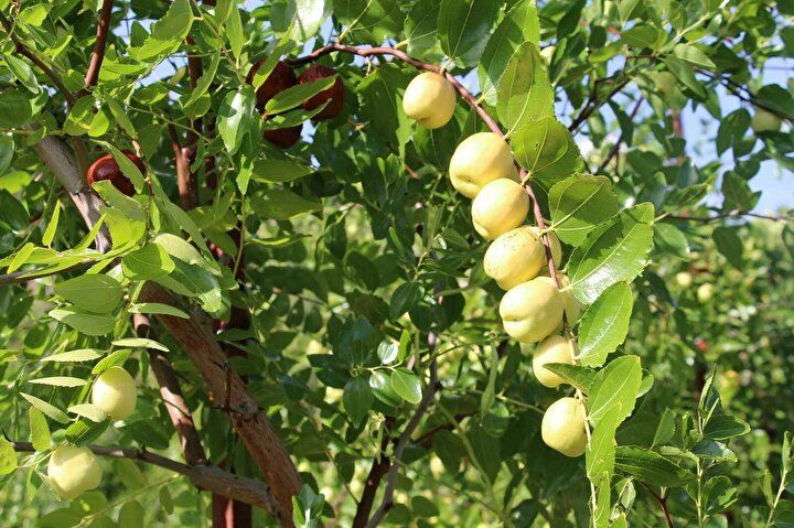 Sadece su istiyor, maddi yönden de getirisi çok yüksek 4