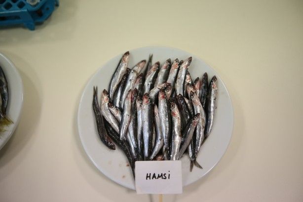 2 yıllık araştırmayla ortaya çıktı! 4