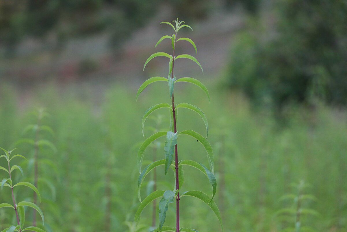 Alıcısı hazır! Kilosu 300 lira 2