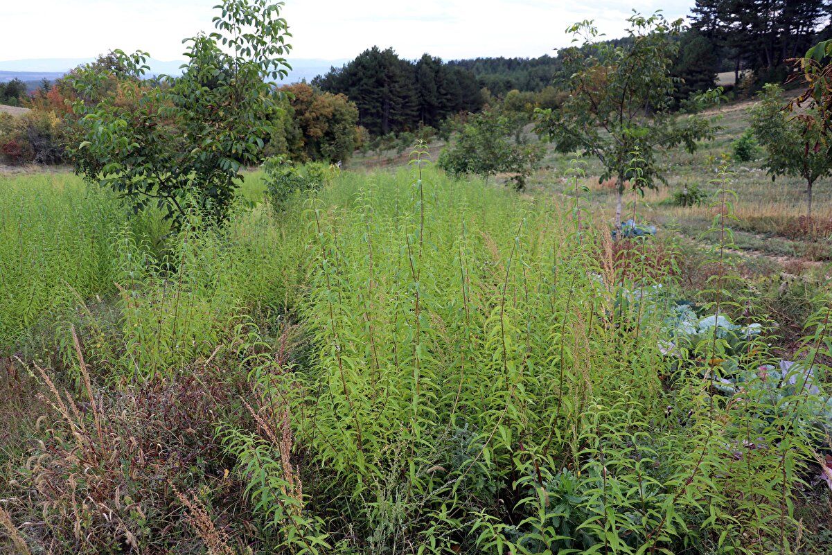 Alıcısı hazır! Kilosu 300 lira 3