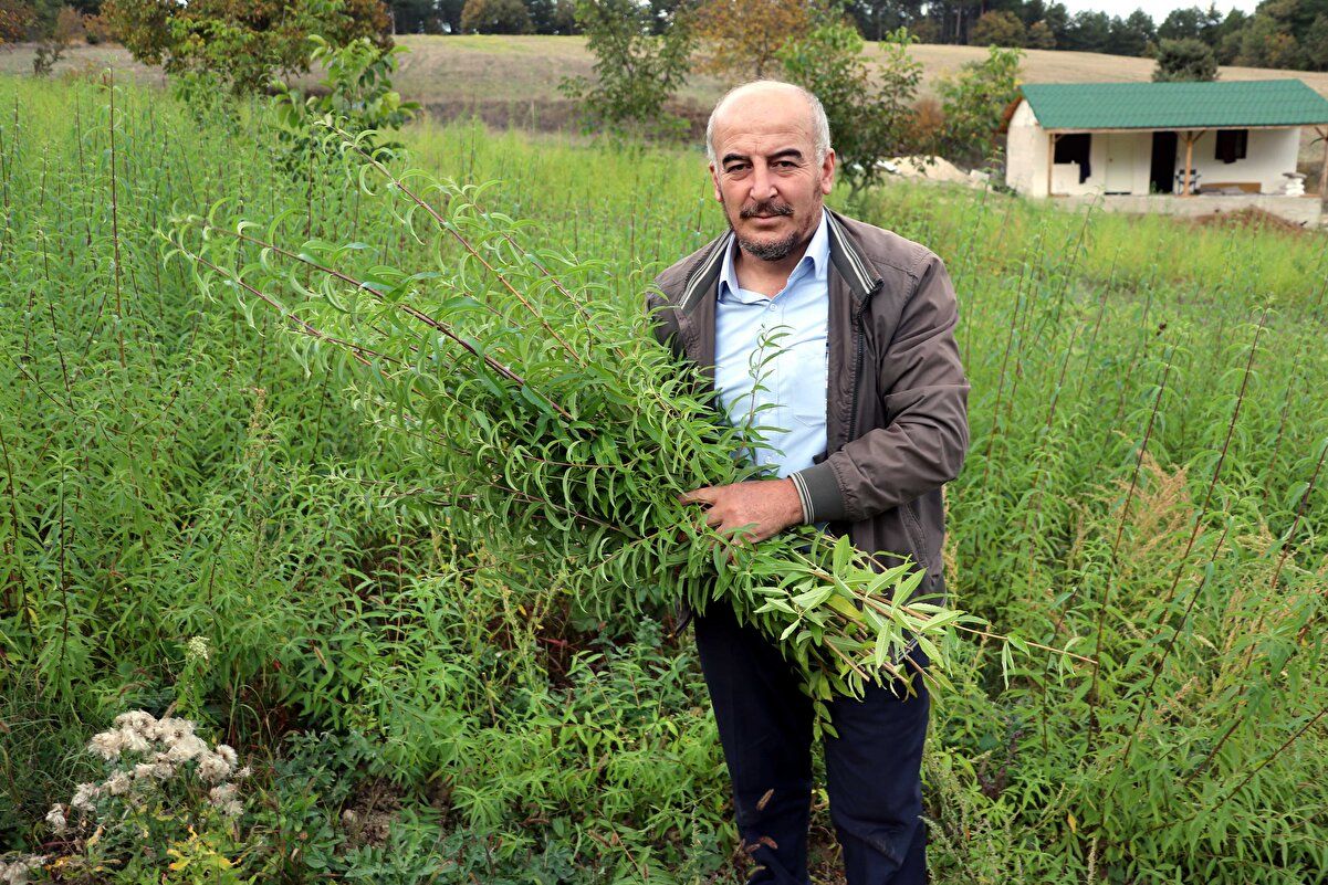 Alıcısı hazır! Kilosu 300 lira 4