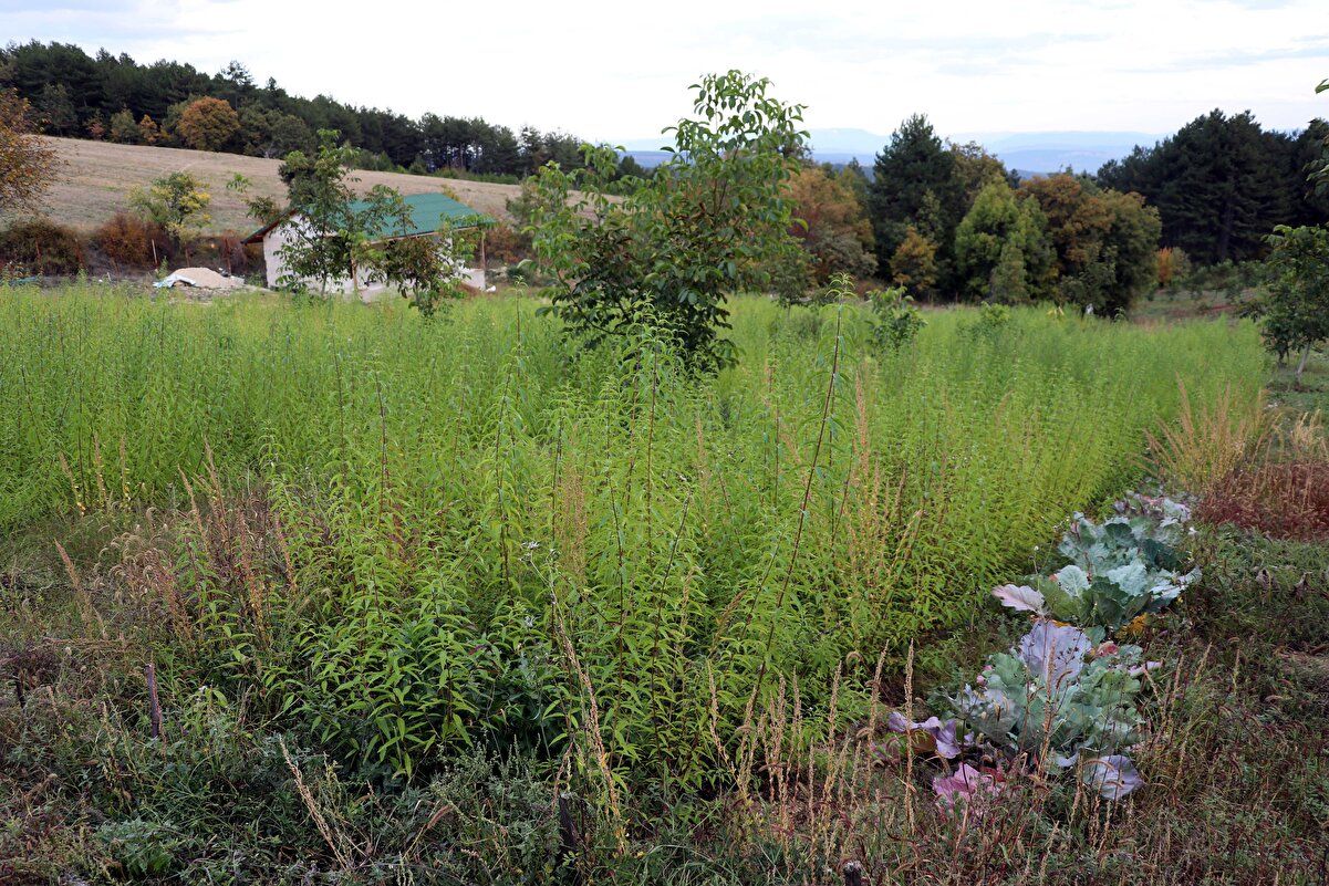 Alıcısı hazır! Kilosu 300 lira 5