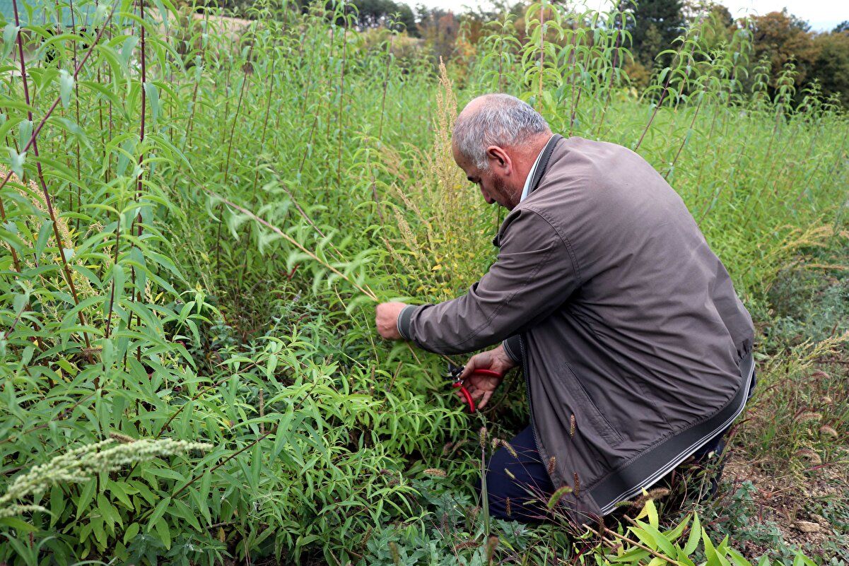 Alıcısı hazır! Kilosu 300 lira 6