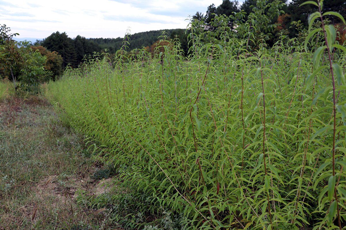 Alıcısı hazır! Kilosu 300 lira 7