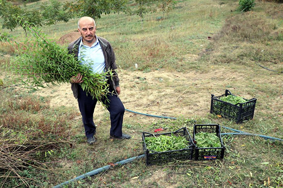 Alıcısı hazır! Kilosu 300 lira 8