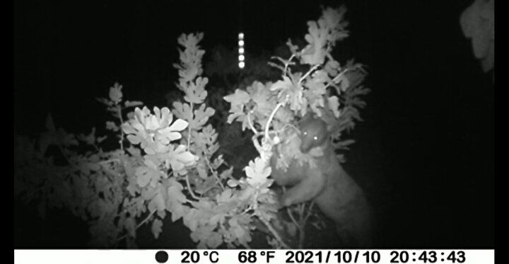 Halk arasında efsaneye dönüşmüştü! İlk defa görüldü 2