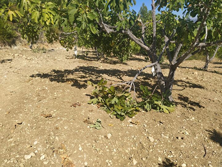 Halk arasında efsaneye dönüşmüştü! İlk defa görüldü 5