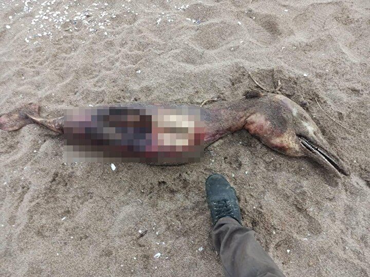 Sahilde gören şoke oldu! "Yaratık gibi" 2