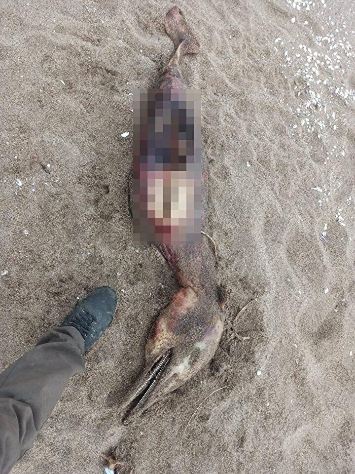 Sahilde gören şoke oldu! "Yaratık gibi" 1