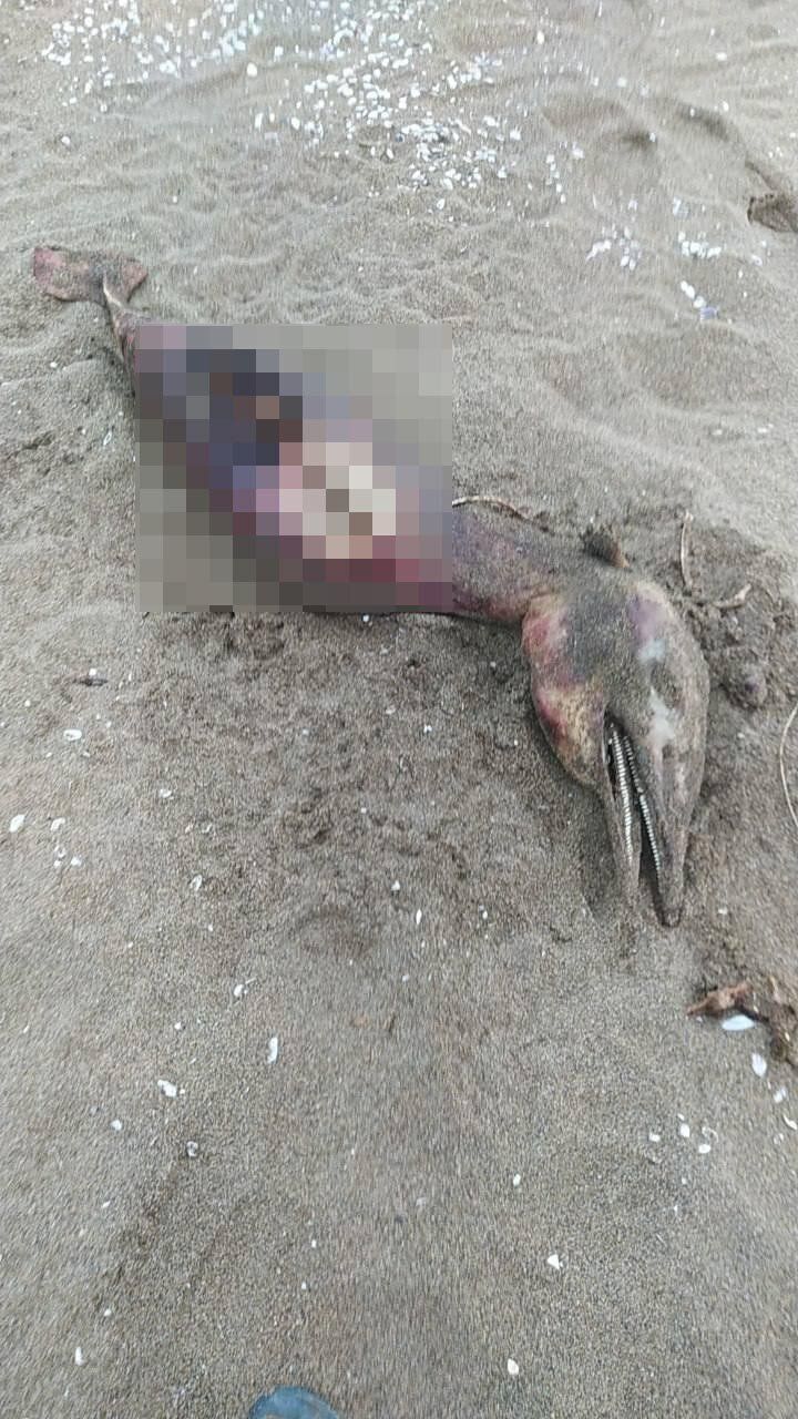 Sahilde gören şoke oldu! "Yaratık gibi" 3