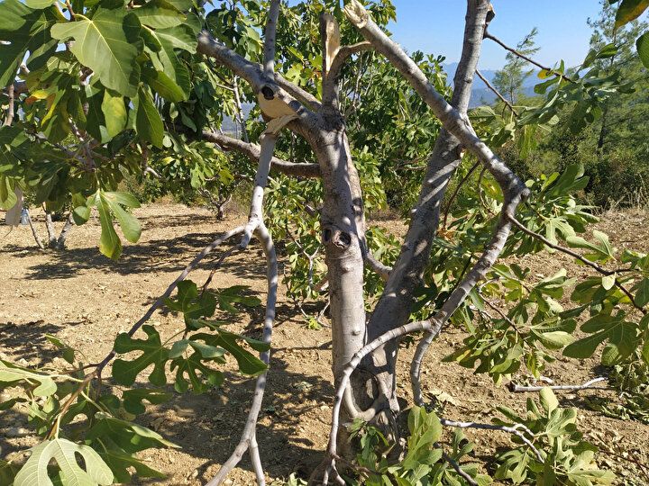 Halk arasında efsaneye dönüşmüştü! İlk defa görüldü 6