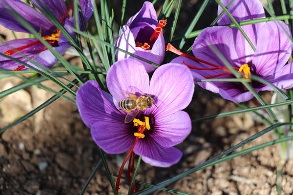 Gramla satılıyor! Fiyatı dudak uçuklattı 7