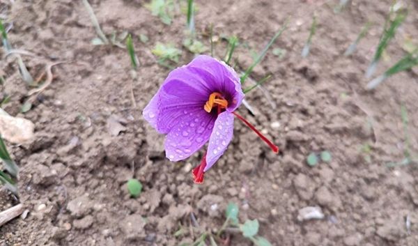 Gramla satılıyor! Fiyatı dudak uçuklattı 5