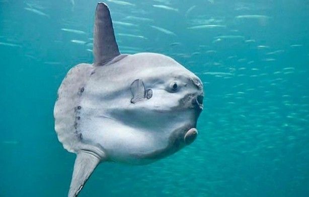 Nadir görülüyor! Balıkçıların ağına takıldı, tartılırken tartı kırıldı 4