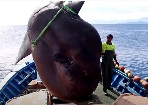 Nadir görülüyor! Balıkçıların ağına takıldı, tartılırken tartı kırıldı 2