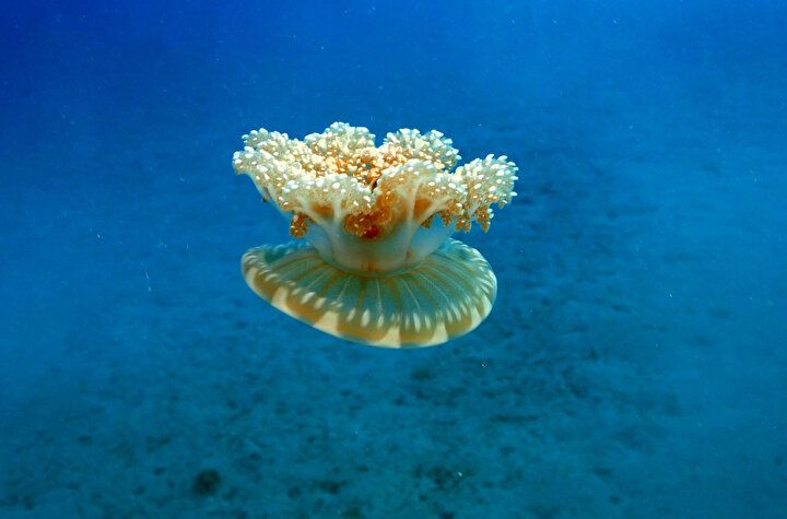 Aman dikkat! Dokunan hastanelik oluyor 3