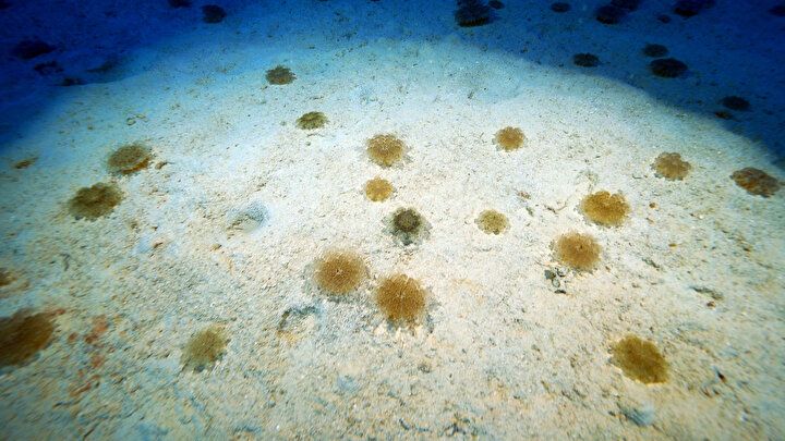 Aman dikkat! Dokunan hastanelik oluyor 7