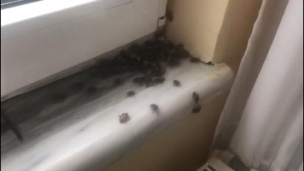 İstanbul'da kabus! Her yeri sardılar... 10