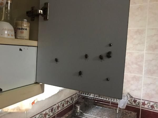 İstanbul'da kabus! Her yeri sardılar... 13