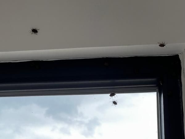 İstanbul'da kabus! Her yeri sardılar... 2