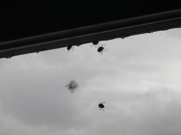 İstanbul'da kabus! Her yeri sardılar... 3