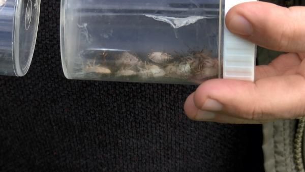 İstanbul'da kabus! Her yeri sardılar... 4