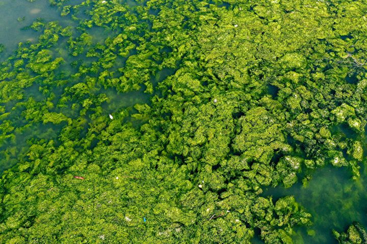 İzmir Körfezi'nde şoke eden görüntü! Her yeri istila etti 1