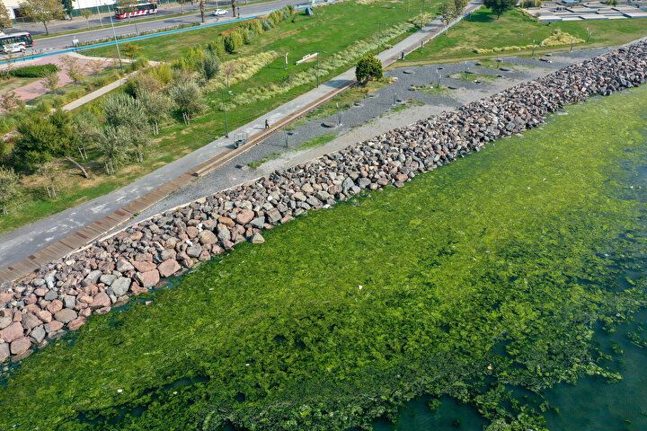İzmir Körfezi'nde şoke eden görüntü! Her yeri istila etti 2