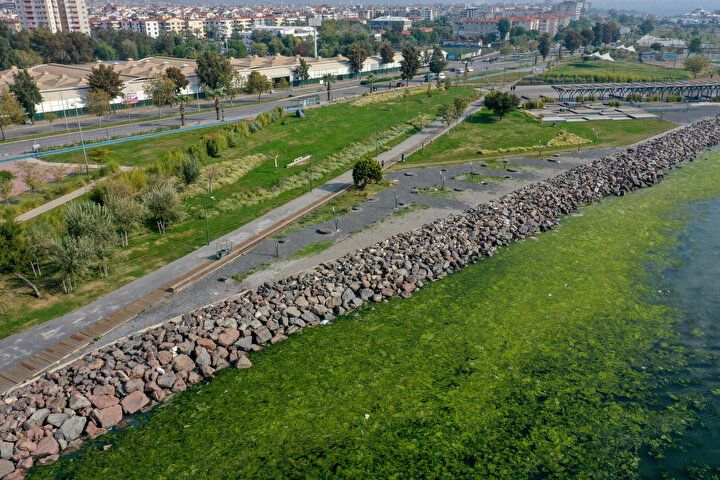İzmir Körfezi'nde şoke eden görüntü! Her yeri istila etti 8