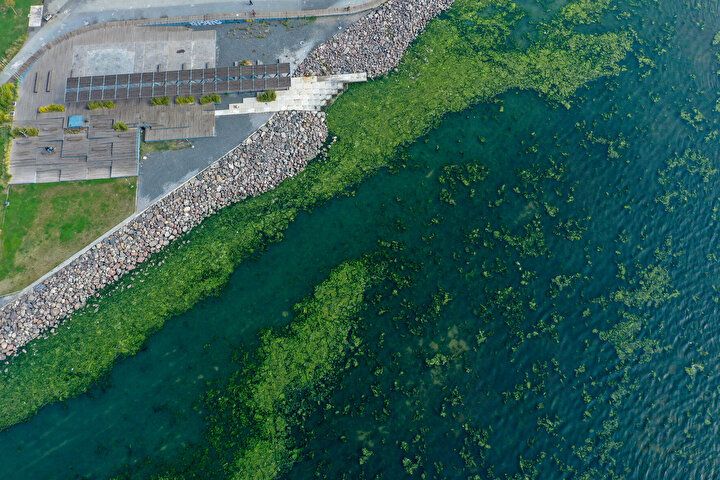 İzmir Körfezi'nde şoke eden görüntü! Her yeri istila etti 4