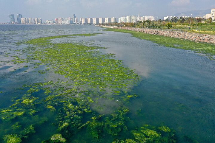 İzmir Körfezi'nde şoke eden görüntü! Her yeri istila etti 9