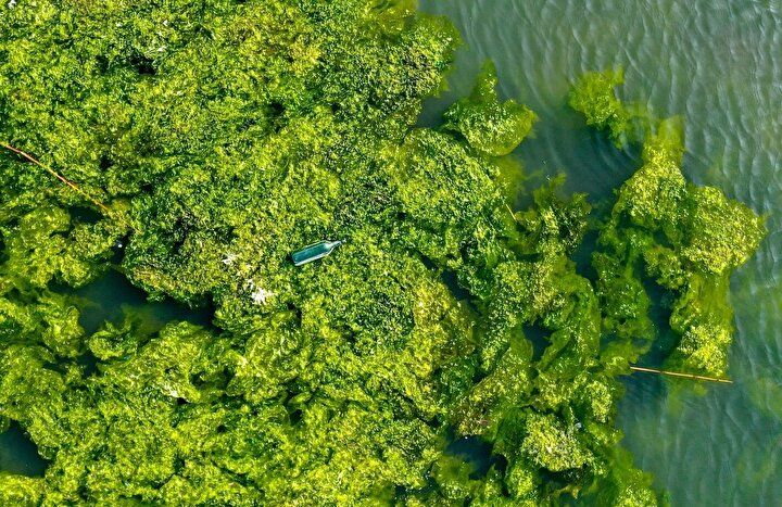 İzmir Körfezi'nde şoke eden görüntü! Her yeri istila etti 7