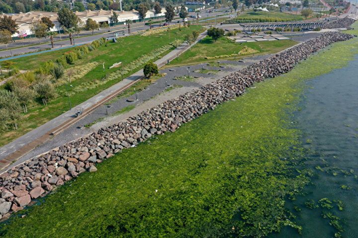 İzmir Körfezi'nde şoke eden görüntü! Her yeri istila etti 5