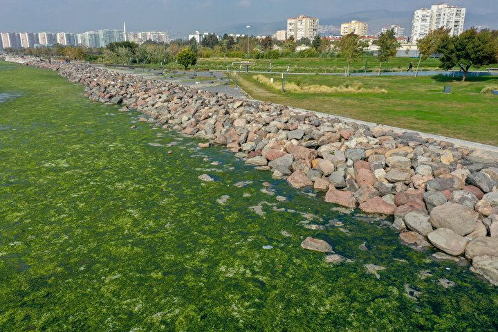 İzmir Körfezi'nde şoke eden görüntü! Her yeri istila etti 11
