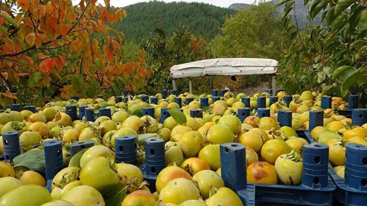 Çamaşır ipine asarak başladı: Şimdi siparişlere yetişemiyor 10
