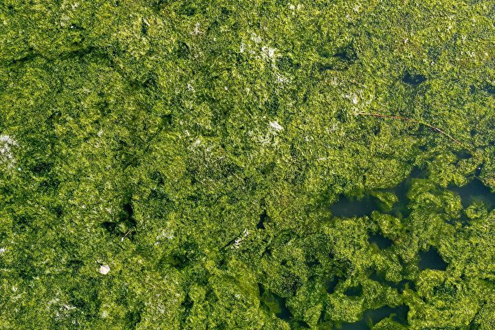 İzmir Körfezi'nde şoke eden görüntü! Her yeri istila etti 14