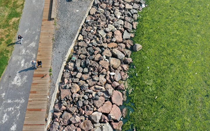 İzmir Körfezi'nde şoke eden görüntü! Her yeri istila etti 15