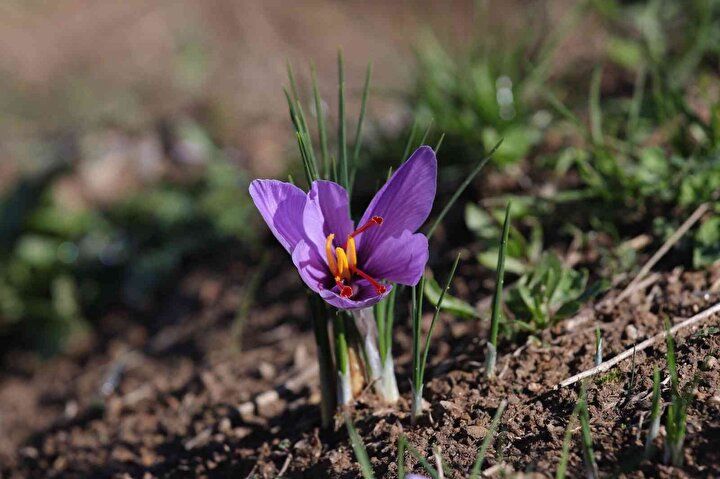 Kilosu 70 bin TL’den satılıyor! 4