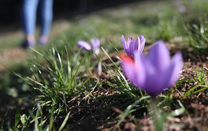 Kilosu 70 bin TL’den satılıyor! 1