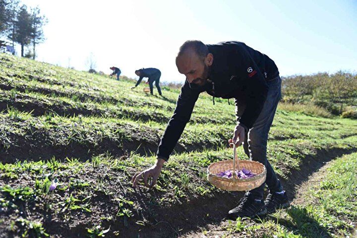 Kilosu 70 bin TL’den satılıyor! 2