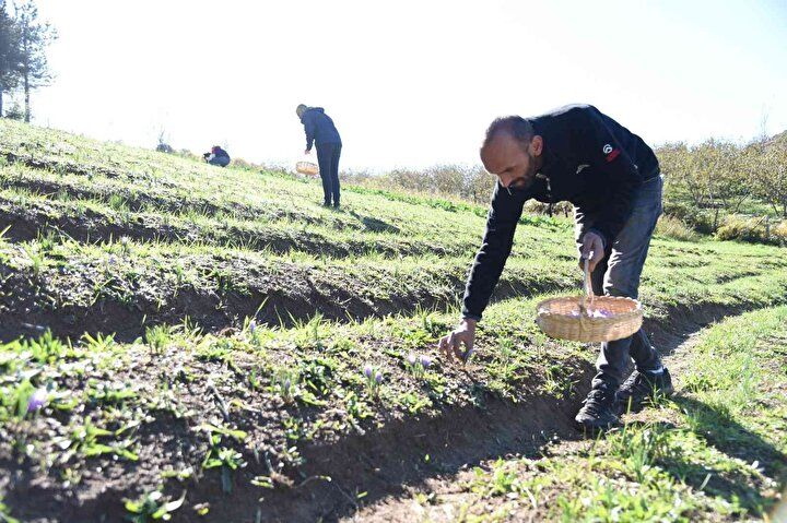 Kilosu 70 bin TL’den satılıyor! 6