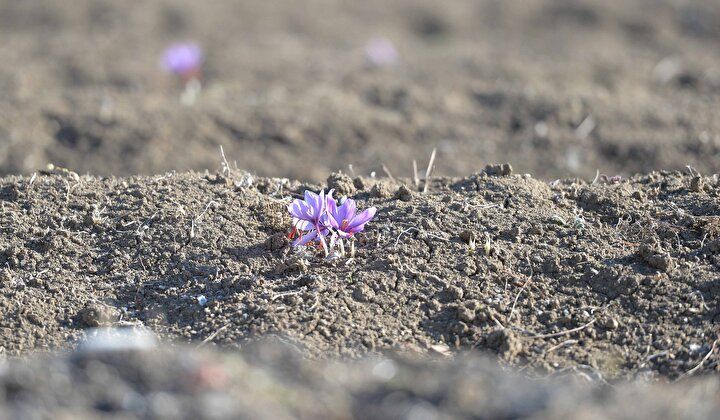 Kilosu 70 bin TL’den satılıyor! 7