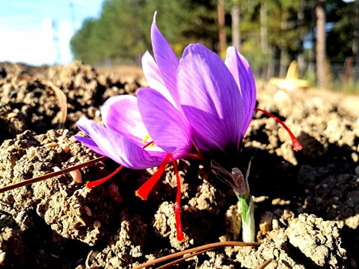 Kilosu 70 bin TL’den satılıyor! 8