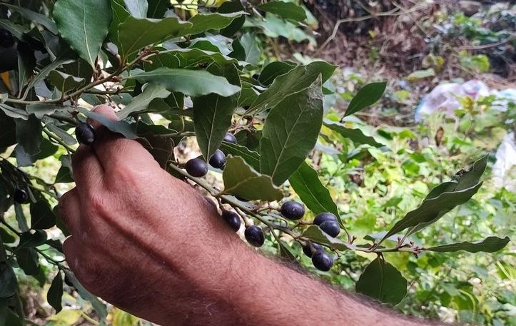 Yapan köşeyi döndü: Kilosu bin 500 TL 1