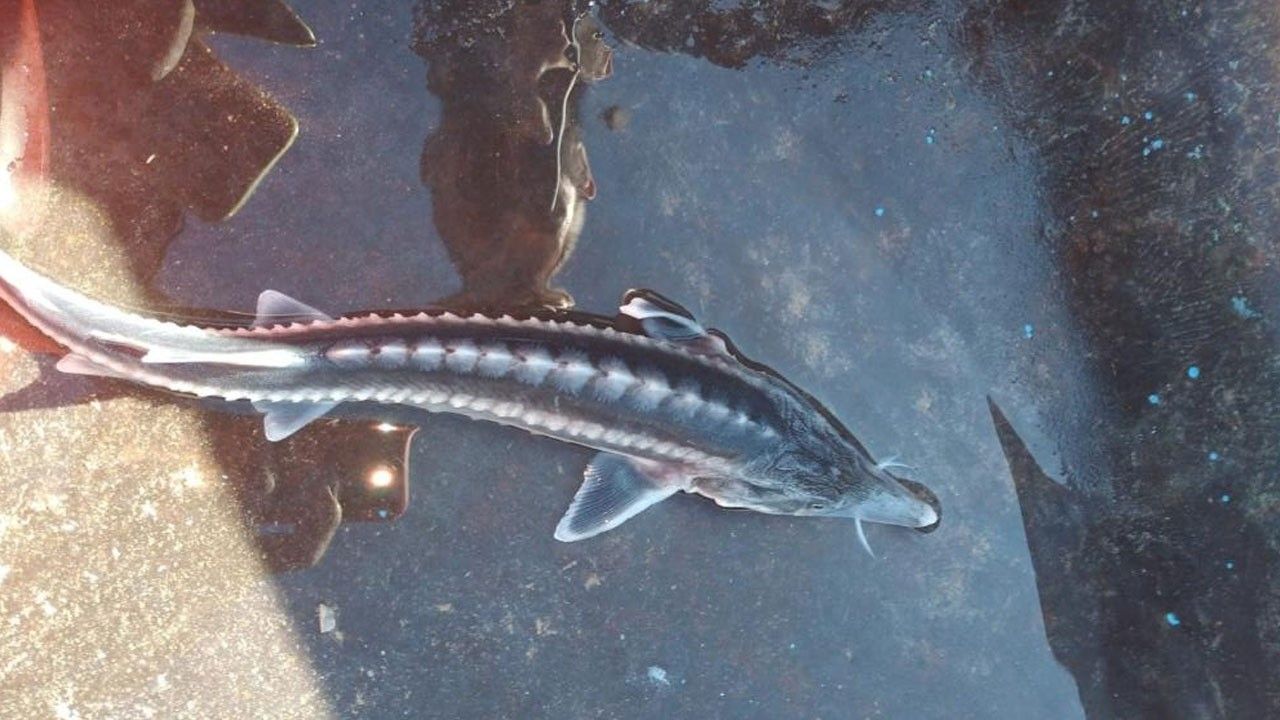 İkinci defa görüldü! Eti 100 TL’ye havyarı 2 milyona satılıyor 6