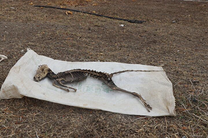 Kazı sırasında bulundu! Türü araştırılıyor 6