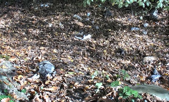 Kemerburgaz'da korkunç manzara! 5