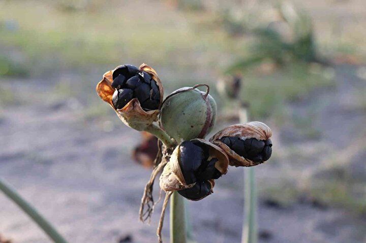 Bu çiçeği kopartmanın cezası dudak uçuklatıyor 3